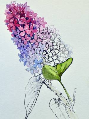 Сирень рисунок поэтапно