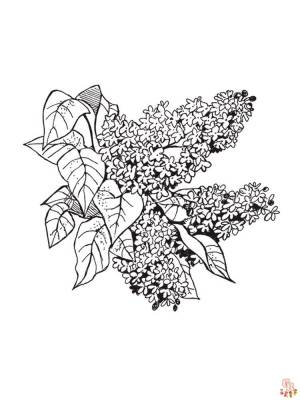 Наслаждайтесь красотой сирени с бесплатными раскрасками Сирень для печати