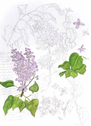 DataLife Engine > Версия для печати > Трафарет ветки сирени