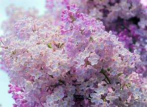 Сирень в саду