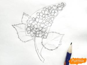 Как нарисовать сирень поэтапно 4 урока