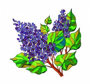 Сирень детский рисунок