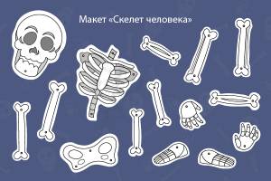 Макет «Скелет человека»