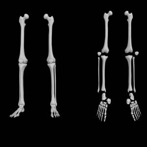 Файл STL Кости ног скелета