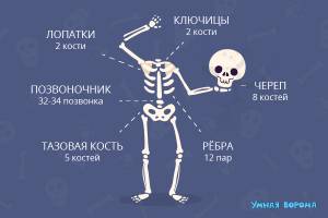 Макет «Скелет человека»