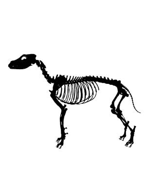 Трафареты Скелета