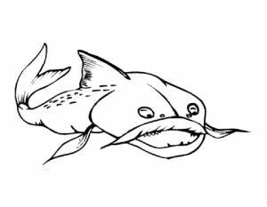 Раскраска Сом