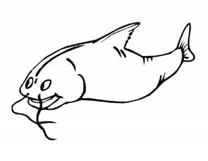 Раскраска Сом