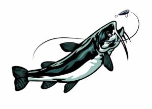 Сом в погоне за рыболовной приманкой