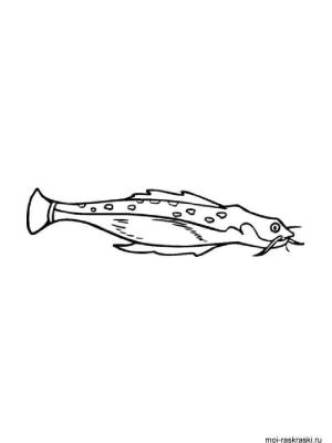 Раскраски Сом
