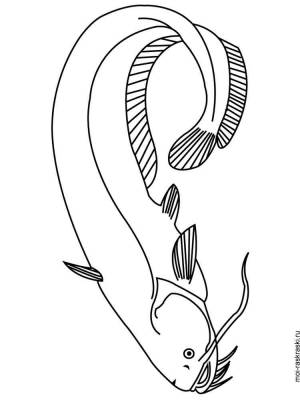 Раскраски Сом