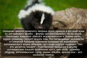Происхождение слова скунс