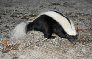 Conepatus semistriatus