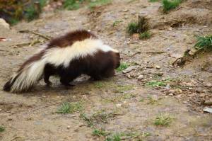 Skunk Изображения