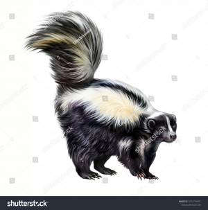 Striped Skunk Mephitis Mephitis Realistic Drawing