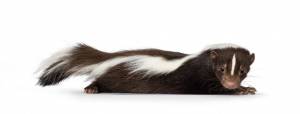 Cute classic brown with white striped young skunk aka Mephitis mephitis, laying down flat side ways
