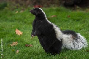 Striped Skunk