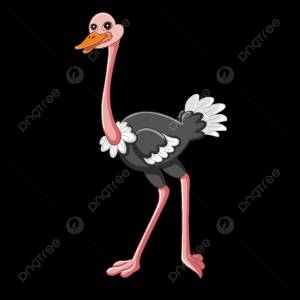 Стройная шея страуса картинки PNG , Тонкая шея, страус, Страус картинки PNG картинки и пнг PSD рисунок для й загрузки