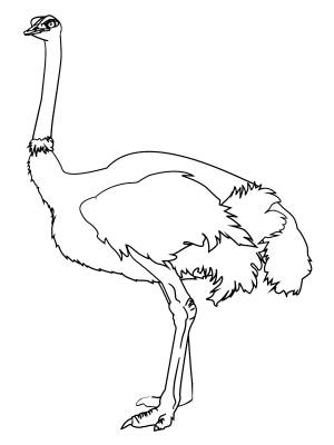 Страус раскраска для детей