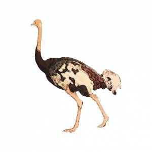 Акварельная векторная иллюстрация страуса