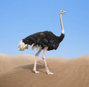Страус в пустыне стоковое фото