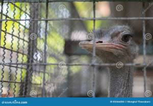 Страус в животной клетке стоковое фото