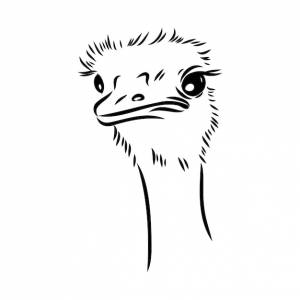 Страус рисованной вектор животных иллюстрации вектор страуса