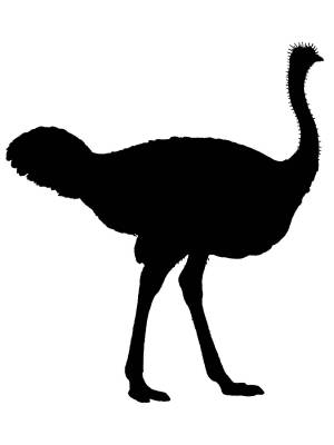 Трафареты Страуса