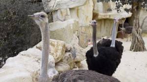 Шаблон страуса в брошюре зоопарка