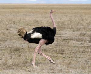 Африканский страус