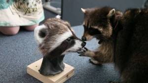 Умер прототип енота Ракеты из «Стражей Галактики»