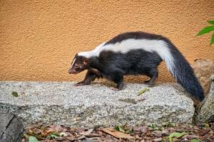 Streifenskunk