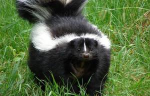 Conepatus humboldtii