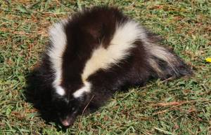 Conepatus chinga