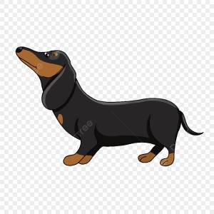 Клипарт Такса собака смотрит вверх PNG , такса клипарт, такса, Картина таксы PNG картинки и пнг PSD рисунок для й загрузки