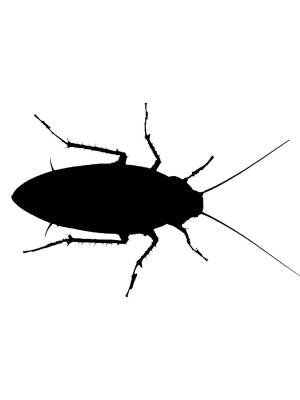 Трафареты Таракана