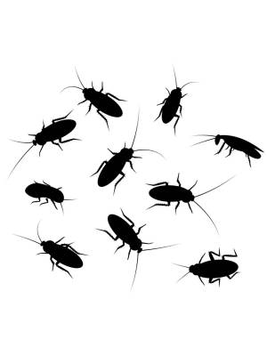 Трафареты Таракана