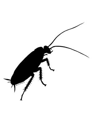 Трафареты Таракана