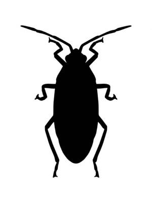 Трафареты Таракана