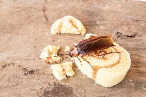 Средства от тараканов