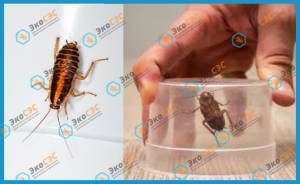 Как победить тараканов в домашних условиях