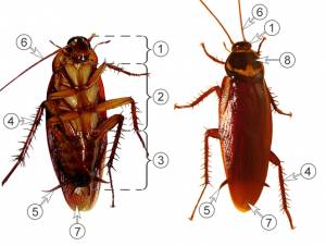 Таракановые