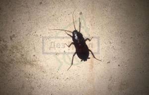 Черный таракан в квартире
