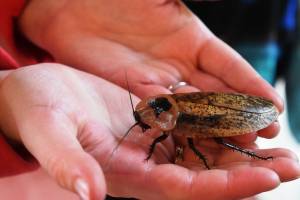 Тараканы и их миссия на Земле