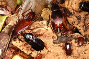 Черный таракан