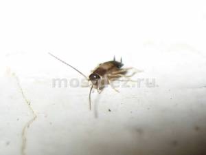 Тараканы фото