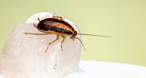 Кто подкидывает тараканов в подъезды и что об этом вообще известно