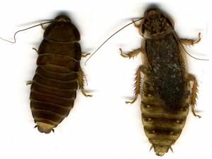 Таракановые