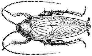 Раскраска Таракан