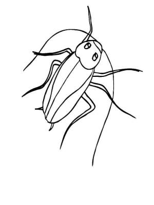 Раскраски Таракан